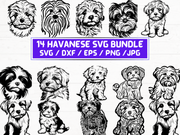 Discover the Versatility of Havanese Dog SVG, DXF, EPS, JPG, and PNG Files